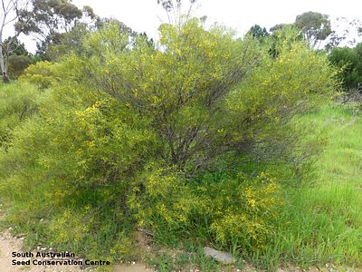 Senna artemisioides ssp. petiolaris JRG040 Plant